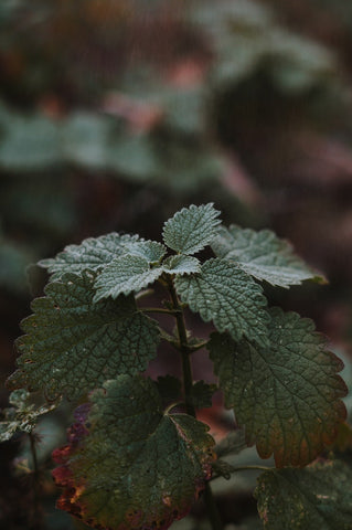 Lemon balm is great for your garden