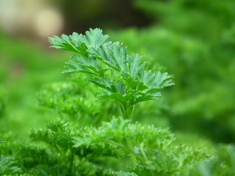 parsley is a great herb to have in your garden