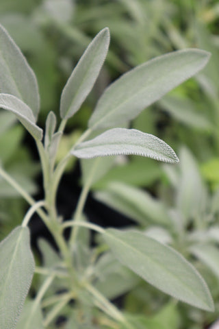 Sage for your garden
