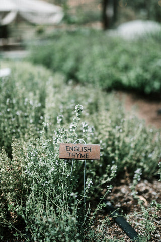thyme is great for your garden