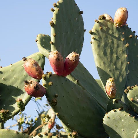 Prickly Pear Cactus is a great resource for medicinal purposes