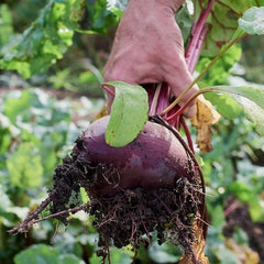 beets are an excellent food source that you can plant in the fall for winter harvest