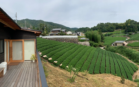 We grow and harvest our matcha with Japanese families who have been growing it for generations.