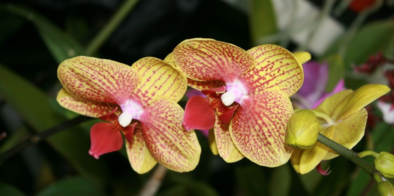 Cultivating Orchids in an AIR 30 or AIR 60 Terrarium – biOrb