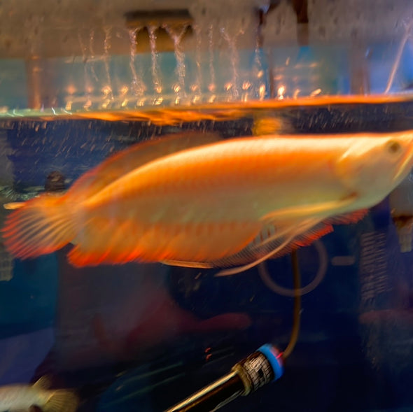 Osteoglossum bicirrhosum - Arowana argenté (Elevage) small - Aquaplante