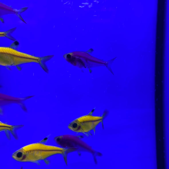 A New GloFish Is Available To The Public: Glo Pristella X-ray Tetras (more  Info In Replies( R/Aquariums