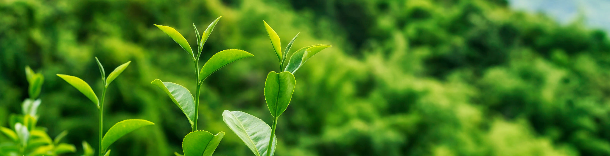 Tea fields - Celebrate Earth Month