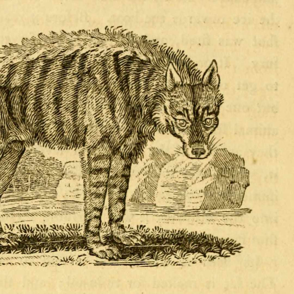 Wood engraving of a Striped Hyena - the Inspiration for the Rare Breed Stay Weird T-shirt