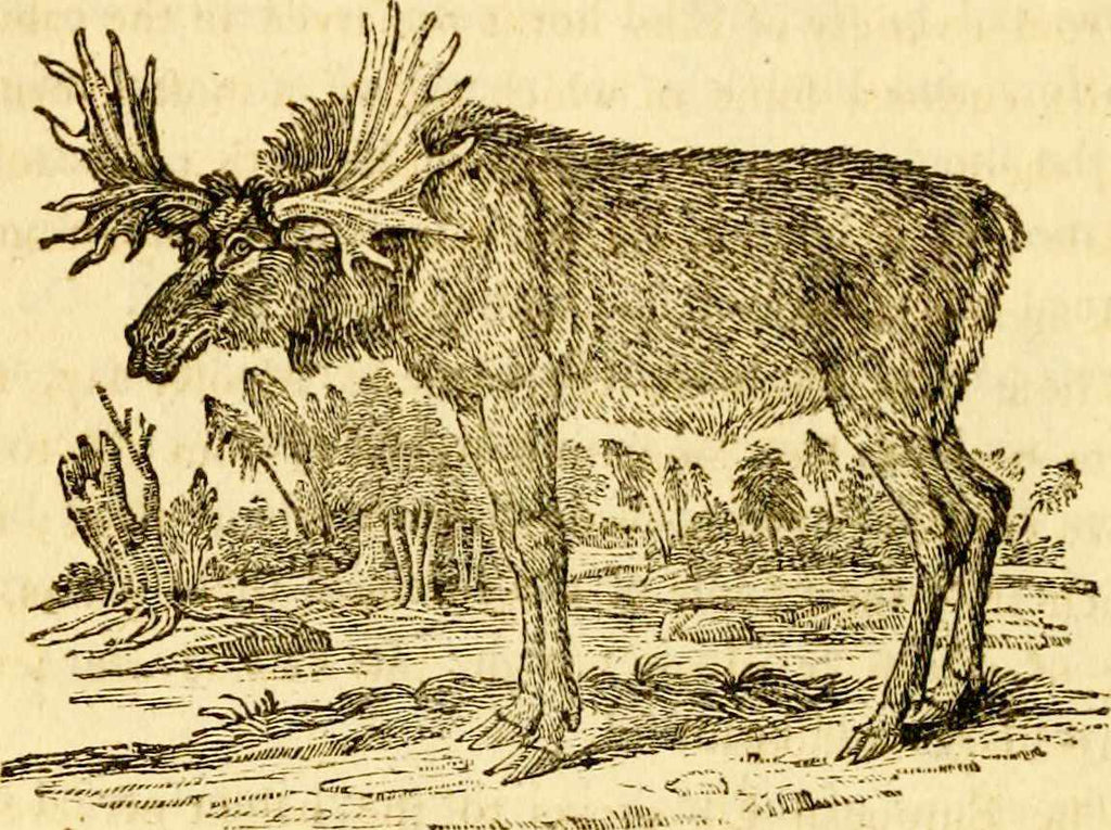 Moose wood-engraving