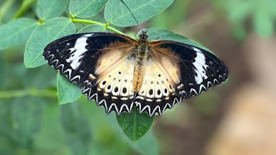 トロピカル・バタフライ・ハウス・ワイルドライフ保護公園_Tropical Butterfly House Wildlife Conservation Parkの画像
