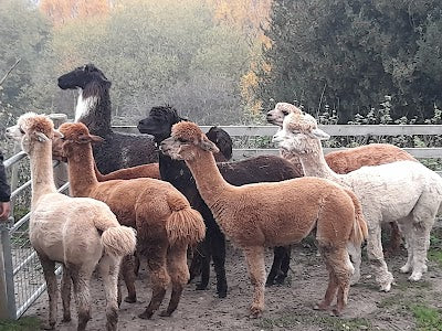 Holly Hagg Community Farm & Alpaca Treks_Holly Hagg Community Farm & Alpaca Treksの画像