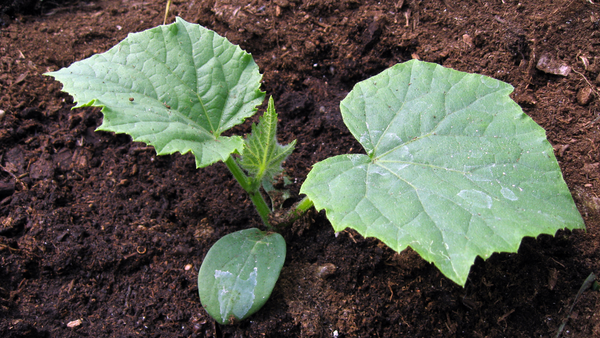 Cucumber Seedling in Fertile Garden Soil
