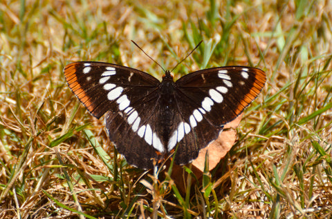 Butterfly Jewelry collection available at Boho Magic