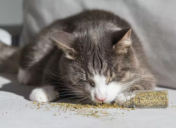 Grey cat playing with catnip