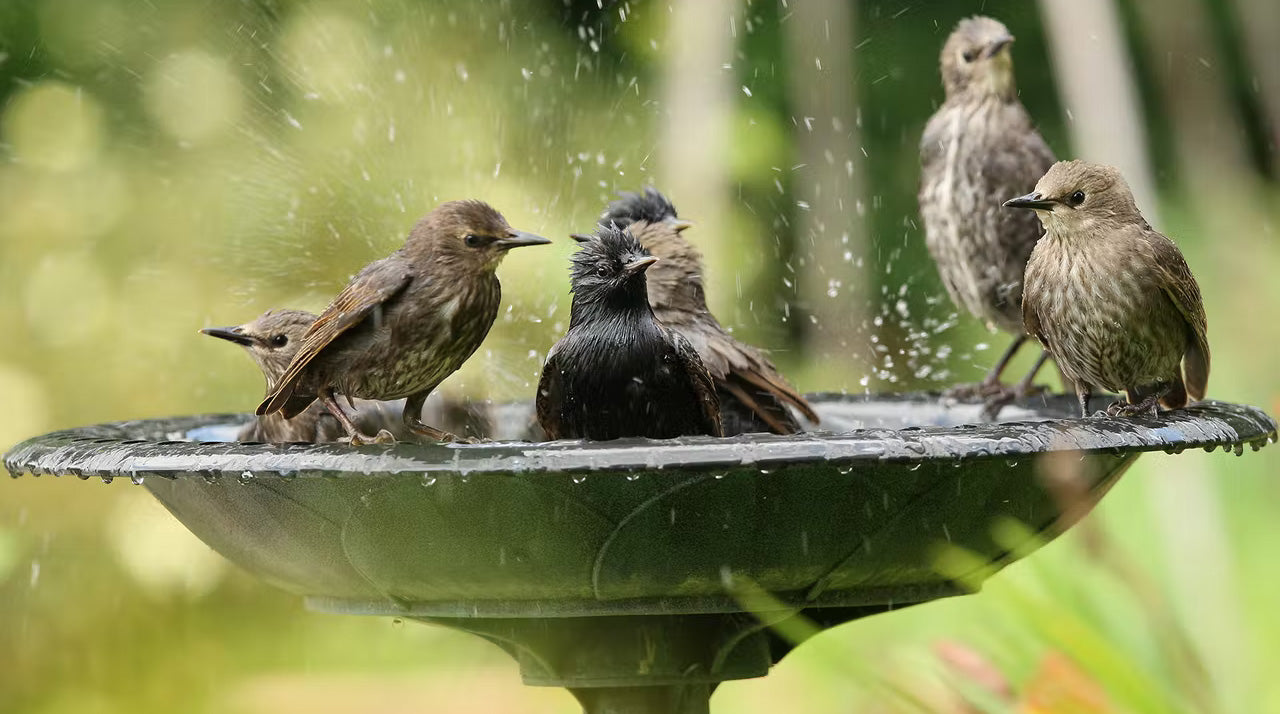 Seven wild birds in an outdoor bird bath