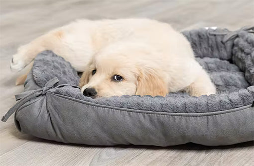 Golden Retriever puppy lying on grey bed