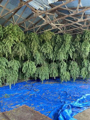 High CBD Hemp plants hung and dried