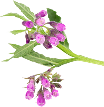 lumin-ingredient-allantoin
