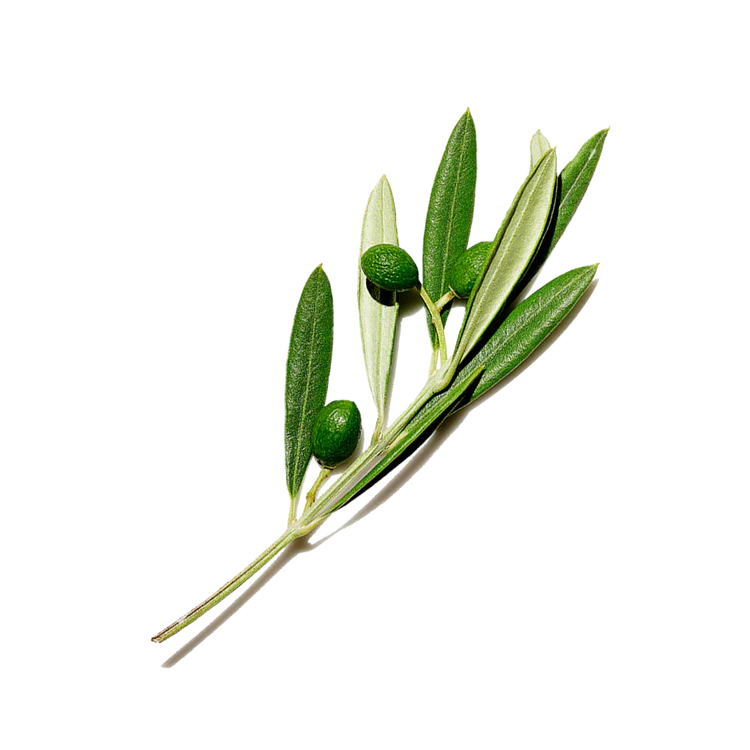 lumin-ingredient-squalane