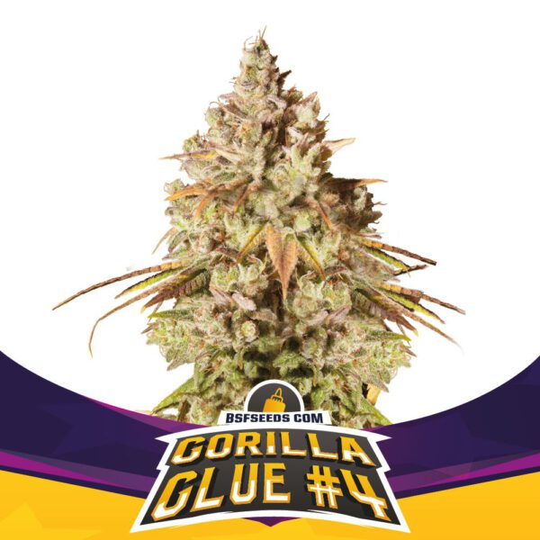 Gorilla Ghost strain >>> BSF Seeds ▷▷▷ THC > 20%