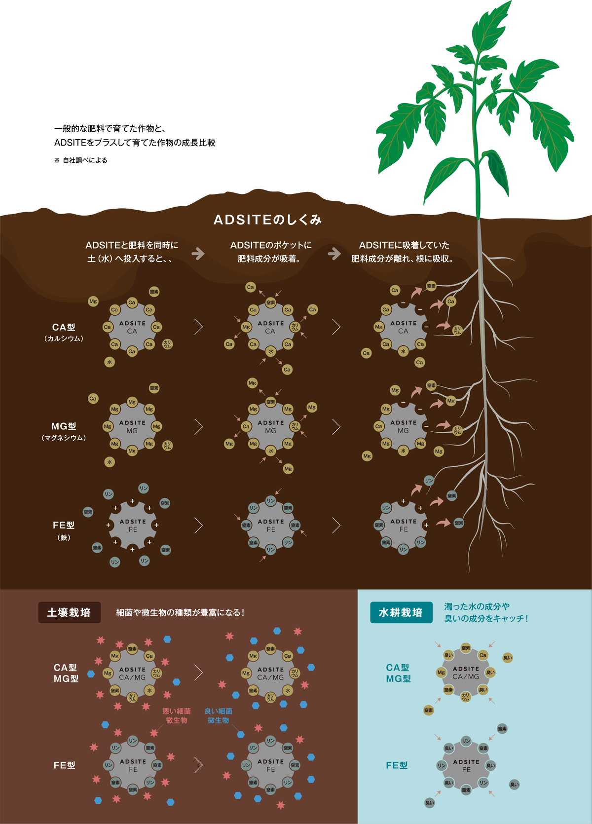 アドサイトの仕組み　アドサイトと肥料を同時に土もしくは水へ投入すると、アドサイトのポケットに肥料成分が吸着します。アドサイトに吸着していた肥料成分が離れ、根に吸収されます。