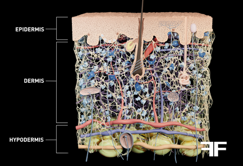 The structure of the skin: getting to know it better thanks to Filorga's expertise