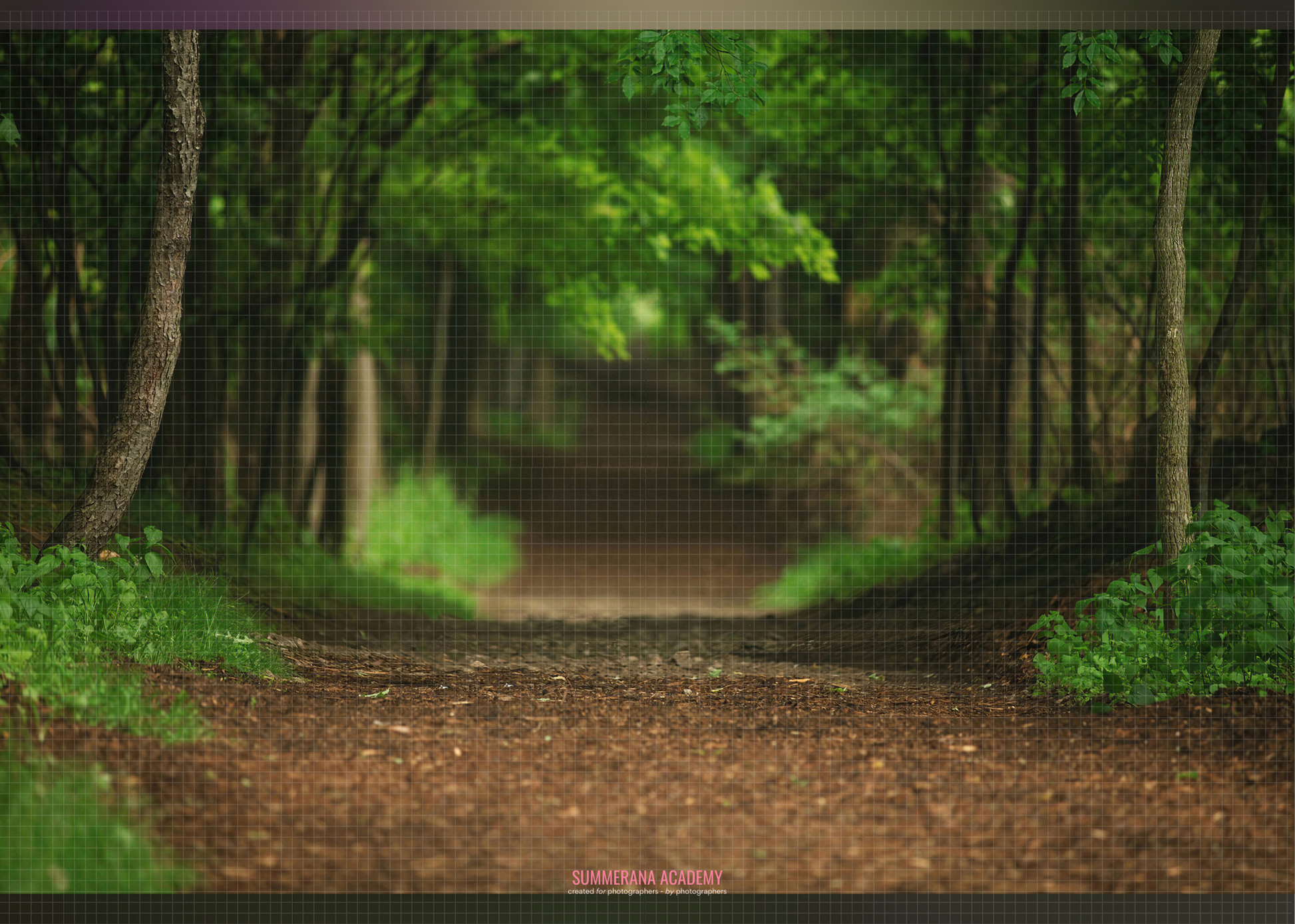 Forest Path Digital Background for Photoshop – Summerana
