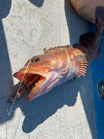 How to Catch Lingcod: A Beginner's Guide –