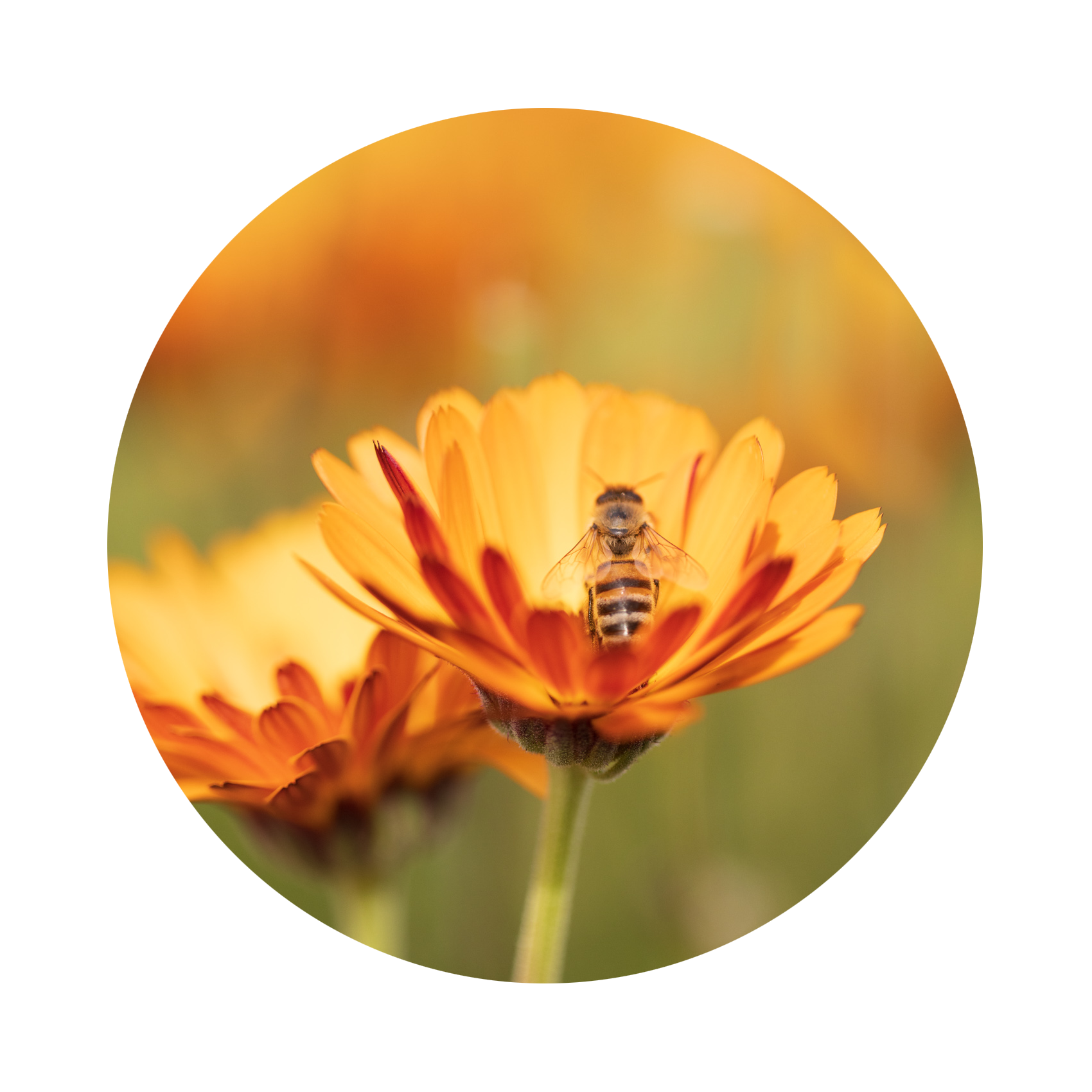 https://cdn.shopify.com/s/files/1/0616/2592/5816/files/Calendula.png?v=1667961210