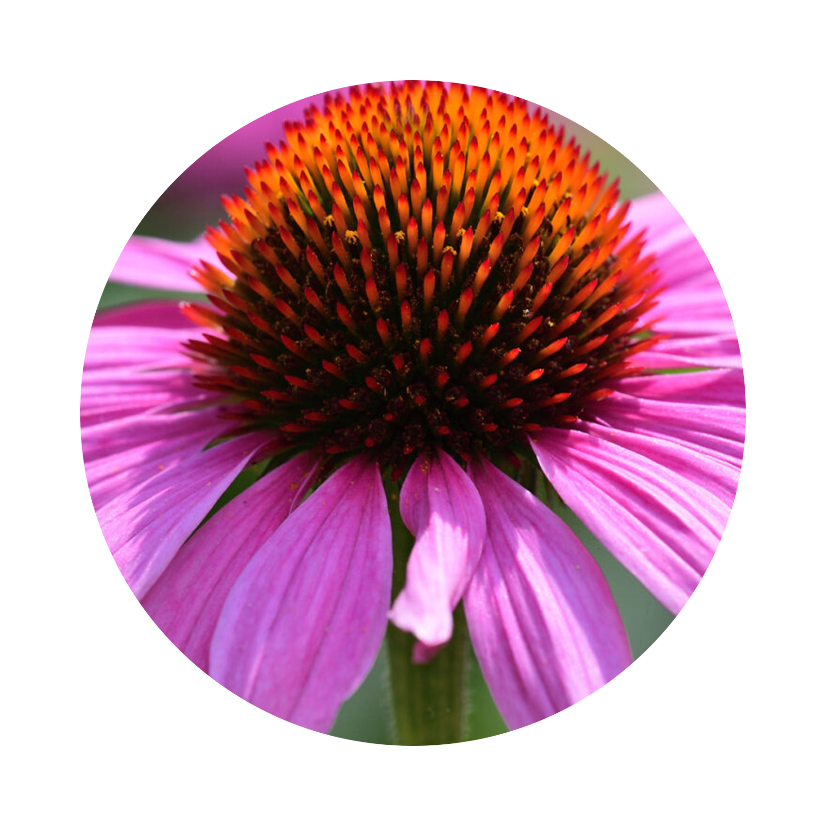 https://cdn.shopify.com/s/files/1/0616/2592/5816/files/Echinacea_54f0870e-45c7-455c-a42a-13db32ebb362.png?v=1706666117