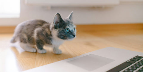 cat checking email