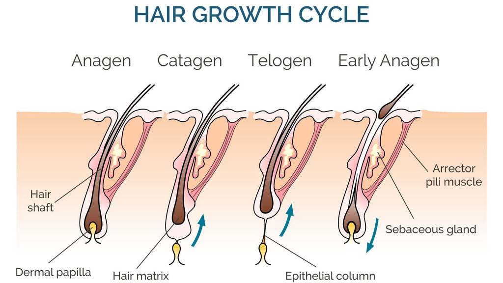 Detailed illustration of hair growth cycle, important for determining IPL hair removal frequency at home