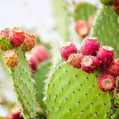 Prickly Pear Plant an ingredient in SunSootha After Sun