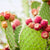 Prickly Pear SunSootha Ingredient
