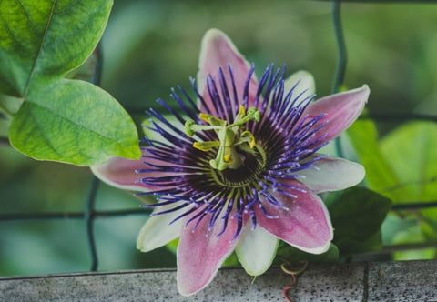 A passionflower