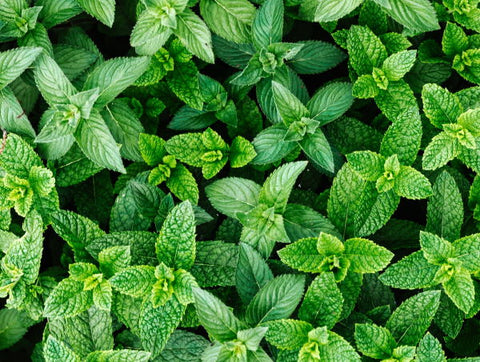 Close up image of mint leaves