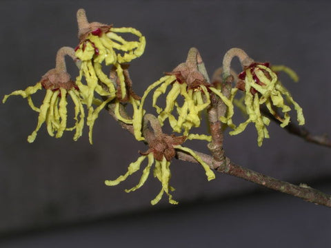 A witch-hazel plant.