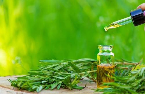 Bottle of tea tree oil beside tea tree leaves