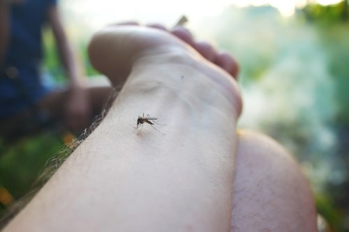 Black mosquito biting hiker arm