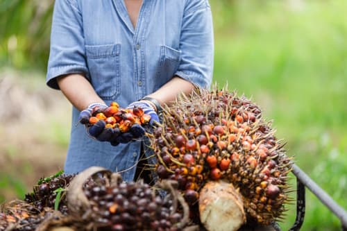 Asia woman showing the bunch of red palm fruits for palm oil