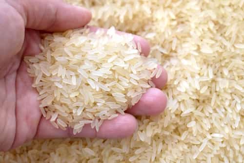 Person holding rice grains