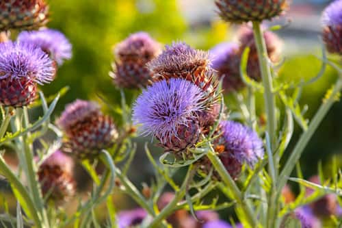 Field of thistles