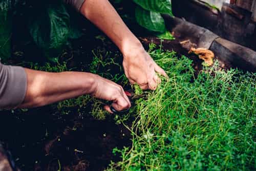 Woman harvesting thyme leaves in garden