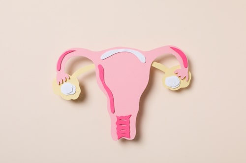 Paper cutout of female reproductive organ