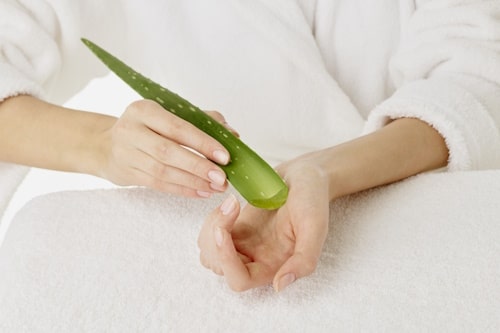 Hands holding a leaf of aloe vera