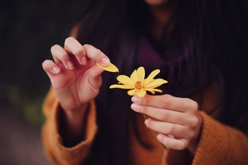 Woman picking petals of arnica flowers