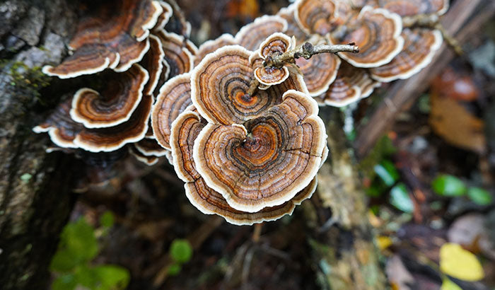 does turkey tail mushroom interact with medications