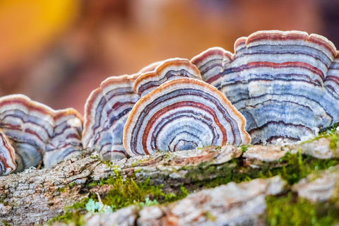 A vibrant cluster of turkey tail mushrooms growing on a tree. These colorful fungi are known for their medicinal properties and are used in supplements