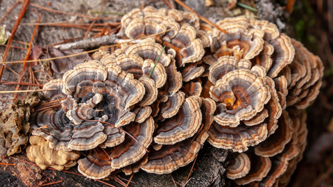 Close-up of turkey tail mushroom growing on tree, known for medicinal properties and used in supplements