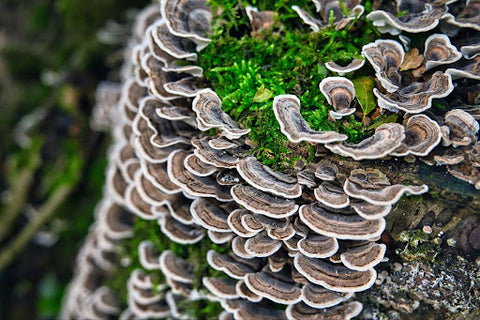 Decoding the dosage maze a guide to turkey tail forms and potency